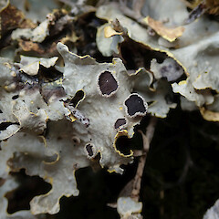 With apothecia. Mt Cook.<br>Photographer: Melissa Hutchison, Date taken: 14/12/2019, Licence: <a target='_blank' href='https://creativecommons.org/licenses/by-nc/4.0'>CC BY-NC</a>. <a class='member-message' href='/nzpcn/why-join-nzpcn/' target='_blank'>Members can view a larger version of this image.</a>