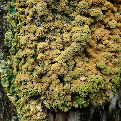 Hunua Ranges.<br>Photographer: Melissa Hutchison, Date taken: 13/07/2019, Licence: <a target='_blank' href='https://creativecommons.org/licenses/by-nc/4.0'>CC BY-NC</a>. <a class='member-message' href='/nzpcn/why-join-nzpcn/' target='_blank'>Members can view a larger version of this image.</a>