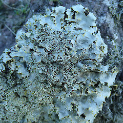 Port Hills, Christchurch.<br>Photographer: Melissa Hutchison, Date taken: 25/04/2020, Licence: <a target='_blank' href='https://creativecommons.org/licenses/by-nc/4.0'>CC BY-NC</a>. <a class='member-message' href='/nzpcn/why-join-nzpcn/' target='_blank'>Members can view a larger version of this image.</a>