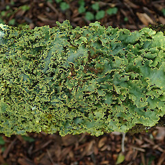 Awa Awa Rata Reserve, Canterbury.<br>Photographer: Melissa Hutchison, Date taken: 12/09/2020, Licence: <a target='_blank' href='https://creativecommons.org/licenses/by-nc/4.0'>CC BY-NC</a>. <a class='member-message' href='/nzpcn/why-join-nzpcn/' target='_blank'>Members can view a larger version of this image.</a>