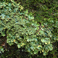Magnet Bay, Banks Peninsula.<br>Photographer: Melissa Hutchison, Date taken: 21/08/2020, Licence: <a target='_blank' href='https://creativecommons.org/licenses/by-nc/4.0'>CC BY-NC</a>. <a class='member-message' href='/nzpcn/why-join-nzpcn/' target='_blank'>Members can view a larger version of this image.</a>