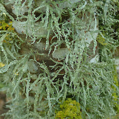Photographer: Melissa Hutchison, Date taken: 15/09/2021, Licence: <a target='_blank' href='https://creativecommons.org/licenses/by-nc/4.0'>CC BY-NC</a>. <a class='member-message' href='/nzpcn/why-join-nzpcn/' target='_blank'>Members can view a larger version of this image.</a>