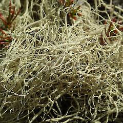 Mt Cloudsley, Craigieburn Range.<br>Photographer: Melissa Hutchison, Date taken: 22/01/2021, Licence: <a target='_blank' href='https://creativecommons.org/licenses/by-nc/4.0'>CC BY-NC</a>. <a class='member-message' href='/nzpcn/why-join-nzpcn/' target='_blank'>Members can view a larger version of this image.</a>