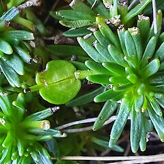 Notothlaspi viretum