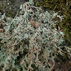 Banks Peninsula.<br>Photographer: Melissa Hutchison, Date taken: 16/08/2020, Licence: <a target='_blank' href='https://creativecommons.org/licenses/by-nc/4.0'>CC BY-NC</a>. <a class='member-message' href='/nzpcn/why-join-nzpcn/' target='_blank'>Members can view a larger version of this image.</a>