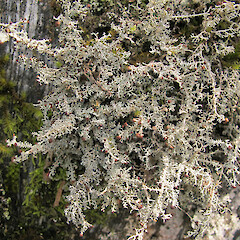 Franz Josef Glacier.<br>Photographer: Melissa Hutchison, Date taken: 20/10/2013, Licence: <a target='_blank' href='https://creativecommons.org/licenses/by-nc/4.0'>CC BY-NC</a>. <a class='member-message' href='/nzpcn/why-join-nzpcn/' target='_blank'>Members can view a larger version of this image.</a>