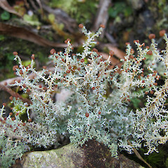 Okarito.<br>Photographer: Melissa Hutchison, Date taken: 22/10/2013, Licence: <a target='_blank' href='https://creativecommons.org/licenses/by-nc/4.0'>CC BY-NC</a>. <a class='member-message' href='/nzpcn/why-join-nzpcn/' target='_blank'>Members can view a larger version of this image.</a>
