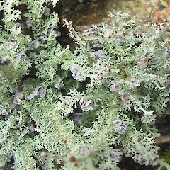 Cephalodia. Carroll Hut, Arthurs Pass National Park.<br>Photographer: Melissa Hutchison, Date taken: 16/01/2016, Licence: <a target='_blank' href='https://creativecommons.org/licenses/by-nc/4.0'>CC BY-NC</a>. <a class='member-message' href='/nzpcn/why-join-nzpcn/' target='_blank'>Members can view a larger version of this image.</a>