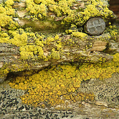 Harper River.<br>Photographer: Melissa Hutchison, Date taken: 08/02/2022, Licence: <a target='_blank' href='https://creativecommons.org/licenses/by-nc/4.0'>CC BY-NC</a>. <a class='member-message' href='/nzpcn/why-join-nzpcn/' target='_blank'>Members can view a larger version of this image.</a>