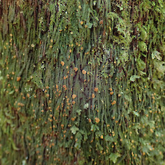 Coenogonium luteum