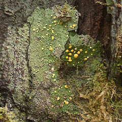 Stewart Island.<br>Photographer: Melissa Hutchison, Date taken: 28/01/2021, Licence: <a target='_blank' href='https://creativecommons.org/licenses/by-nc/4.0'>CC BY-NC</a>. <a class='member-message' href='/nzpcn/why-join-nzpcn/' target='_blank'>Members can view a larger version of this image.</a>