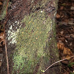 Photographer: Jacqui Geux, Licence: <a target='_blank' href='https://creativecommons.org/licenses/by/4.0'>CC BY</a>. <a class='member-message' href='/nzpcn/why-join-nzpcn/' target='_blank'>Members can view a larger version of this image.</a>