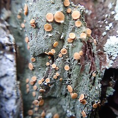 Photographer: Colin Meurk, Licence: <a target='_blank' href='https://creativecommons.org/licenses/by-nc/4.0'>CC BY-NC</a>. <a class='member-message' href='/nzpcn/why-join-nzpcn/' target='_blank'>Members can view a larger version of this image.</a>