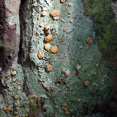Photographer: Peter J de Lange, Licence: Public domain. <a class='member-message' href='/nzpcn/why-join-nzpcn/' target='_blank'>Members can view a larger version of this image.</a>