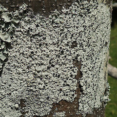 Coromandel.<br>Photographer: Melissa Hutchison, Date taken: 05/09/2020, Licence: <a target='_blank' href='https://creativecommons.org/licenses/by-nc/4.0'>CC BY-NC</a>. <a class='member-message' href='/nzpcn/why-join-nzpcn/' target='_blank'>Members can view a larger version of this image.</a>