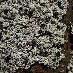 Coromandel.<br>Photographer: Melissa Hutchison, Date taken: 05/09/2020, Licence: <a target='_blank' href='https://creativecommons.org/licenses/by-nc/4.0'>CC BY-NC</a>. <a class='member-message' href='/nzpcn/why-join-nzpcn/' target='_blank'>Members can view a larger version of this image.</a>
