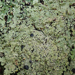 Hunua Ranges.<br>Photographer: Melissa Hutchison, Date taken: 13/07/2019, Licence: <a target='_blank' href='https://creativecommons.org/licenses/by-nc/4.0'>CC BY-NC</a>. <a class='member-message' href='/nzpcn/why-join-nzpcn/' target='_blank'>Members can view a larger version of this image.</a>