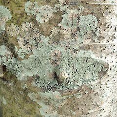 Auckland.<br>Photographer: Marley Ford, Licence: <a target='_blank' href='https://creativecommons.org/licenses/by-nc/4.0'>CC BY-NC</a>. <a class='member-message' href='/nzpcn/why-join-nzpcn/' target='_blank'>Members can view a larger version of this image.</a>
