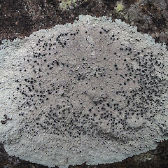 On rock, Kaipara.<br>Photographer: Peter J de Lange, Licence: Public domain. <a class='member-message' href='/nzpcn/why-join-nzpcn/' target='_blank'>Members can view a larger version of this image.</a>