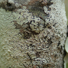 Rangitoto Island.<br>Photographer: Melissa Hutchison, Date taken: 26/02/2022, Licence: <a target='_blank' href='https://creativecommons.org/licenses/by-nc/4.0'>CC BY-NC</a>. <a class='member-message' href='/nzpcn/why-join-nzpcn/' target='_blank'>Members can view a larger version of this image.</a>