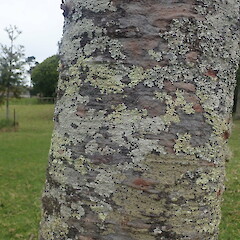 Greenlane, Auckland.<br>Photographer: Marley Ford, Licence: <a target='_blank' href='https://creativecommons.org/licenses/by-nc/4.0'>CC BY-NC</a>. <a class='member-message' href='/nzpcn/why-join-nzpcn/' target='_blank'>Members can view a larger version of this image.</a>