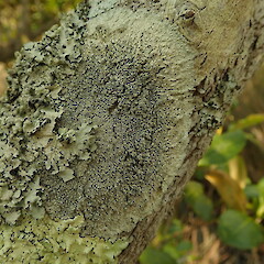 On mangroves, Mangawhai.<br>Photographer: Marley Ford, Licence: <a target='_blank' href='https://creativecommons.org/licenses/by-nc/4.0'>CC BY-NC</a>. <a class='member-message' href='/nzpcn/why-join-nzpcn/' target='_blank'>Members can view a larger version of this image.</a>
