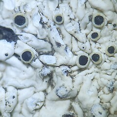 Apothecia.<br>Photographer: Andrew Marshall, Licence: <a target='_blank' href='https://creativecommons.org/licenses/by-nc/4.0'>CC BY-NC</a>. <a class='member-message' href='/nzpcn/why-join-nzpcn/' target='_blank'>Members can view a larger version of this image.</a>