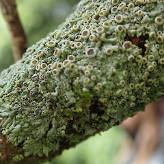 Hyperphyscia plinthiza