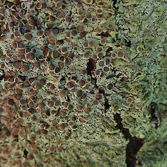 Hinewai Reserve, Banks Peninsula.<br>Photographer: Melissa Hutchison, Date taken: 19/10/2019, Licence: <a target='_blank' href='https://creativecommons.org/licenses/by-nc/4.0'>CC BY-NC</a>. <a class='member-message' href='/nzpcn/why-join-nzpcn/' target='_blank'>Members can view a larger version of this image.</a>