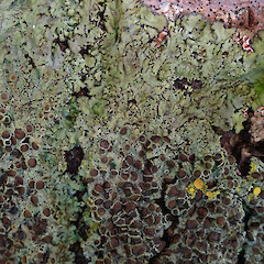 Hinewai Reserve, Banks Peninsula.<br>Photographer: Melissa Hutchison, Date taken: 19/10/2019, Licence: <a target='_blank' href='https://creativecommons.org/licenses/by-nc/4.0'>CC BY-NC</a>. <a class='member-message' href='/nzpcn/why-join-nzpcn/' target='_blank'>Members can view a larger version of this image.</a>