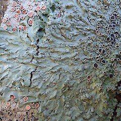 Hinewai Reserve, Banks Peninsula.<br>Photographer: Allison Knight, Licence: <a target='_blank' href='https://creativecommons.org/licenses/by-nc/4.0'>CC BY-NC</a>. <a class='member-message' href='/nzpcn/why-join-nzpcn/' target='_blank'>Members can view a larger version of this image.</a>