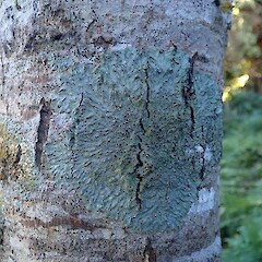 Hinewai Reserve, Banks Peninsula.<br>Photographer: Allison Knight, Licence: <a target='_blank' href='https://creativecommons.org/licenses/by-nc/4.0'>CC BY-NC</a>. <a class='member-message' href='/nzpcn/why-join-nzpcn/' target='_blank'>Members can view a larger version of this image.</a>
