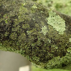 Auckland.<br>Photographer: Marley Ford, Licence: <a target='_blank' href='https://creativecommons.org/licenses/by-nc/4.0'>CC BY-NC</a>. <a class='member-message' href='/nzpcn/why-join-nzpcn/' target='_blank'>Members can view a larger version of this image.</a>