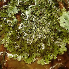 Hokianga.<br>Photographer: Marley Ford, Licence: <a target='_blank' href='https://creativecommons.org/licenses/by-nc/4.0'>CC BY-NC</a>. <a class='member-message' href='/nzpcn/why-join-nzpcn/' target='_blank'>Members can view a larger version of this image.</a>