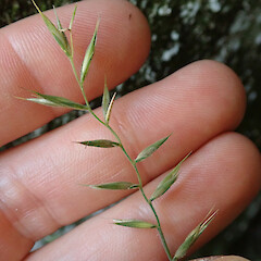 Australopyrum calcis subsp. optatum