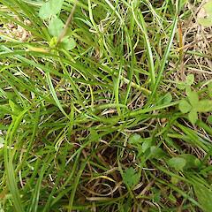 Carex inopinata