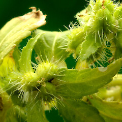 Young female flowers.<br>Photographer: Colin C. Ogle, Date taken: 25/08/2012, Licence: <a target='_blank' href='https://creativecommons.org/licenses/by-nc/4.0'>CC BY-NC</a>. <a class='member-message' href='/nzpcn/why-join-nzpcn/' target='_blank'>Members can view a larger version of this image.</a>