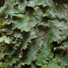 Dunsdale Recreation Reserve, Southland.<br>Photographer: Melissa Hutchison, Date taken: 18/11/2019, Licence: <a target='_blank' href='https://creativecommons.org/licenses/by-nc/4.0'>CC BY-NC</a>. <a class='member-message' href='/nzpcn/why-join-nzpcn/' target='_blank'>Members can view a larger version of this image.</a>