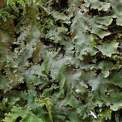 Dunsdale Recreation Reserve, Southland.<br>Photographer: Melissa Hutchison, Date taken: 18/11/2019, Licence: <a target='_blank' href='https://creativecommons.org/licenses/by-nc/4.0'>CC BY-NC</a>. <a class='member-message' href='/nzpcn/why-join-nzpcn/' target='_blank'>Members can view a larger version of this image.</a>