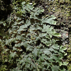 Dunsdale Recreation Reserve, Southland.<br>Photographer: Melissa Hutchison, Date taken: 18/11/2019, Licence: <a target='_blank' href='https://creativecommons.org/licenses/by-nc/4.0'>CC BY-NC</a>. <a class='member-message' href='/nzpcn/why-join-nzpcn/' target='_blank'>Members can view a larger version of this image.</a>