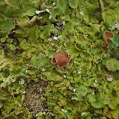 Peel Forest, Canterbury.<br>Photographer: Melissa Hutchison, Date taken: 01/03/2020, Licence: <a target='_blank' href='https://creativecommons.org/licenses/by-nc/4.0'>CC BY-NC</a>. <a class='member-message' href='/nzpcn/why-join-nzpcn/' target='_blank'>Members can view a larger version of this image.</a>