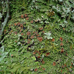 Awa Awa Rata Reserve, Canterbury.<br>Photographer: Melissa Hutchison, Date taken: 12/09/2020, Licence: <a target='_blank' href='https://creativecommons.org/licenses/by-nc/4.0'>CC BY-NC</a>. <a class='member-message' href='/nzpcn/why-join-nzpcn/' target='_blank'>Members can view a larger version of this image.</a>