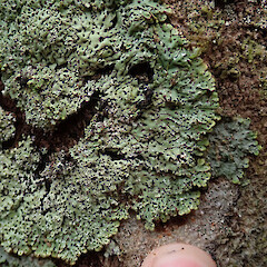 Dunsdale Recreation Reserve, Southland.<br>Photographer: Melissa Hutchison, Date taken: 18/11/2019, Licence: <a target='_blank' href='https://creativecommons.org/licenses/by-nc/4.0'>CC BY-NC</a>. <a class='member-message' href='/nzpcn/why-join-nzpcn/' target='_blank'>Members can view a larger version of this image.</a>