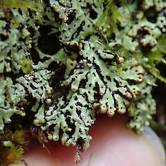 Otanewainuku Trig, Rotorua.<br>Photographer: Melissa Hutchison, Licence: <a target='_blank' href='https://creativecommons.org/licenses/by-nc/4.0'>CC BY-NC</a>. <a class='member-message' href='/nzpcn/why-join-nzpcn/' target='_blank'>Members can view a larger version of this image.</a>