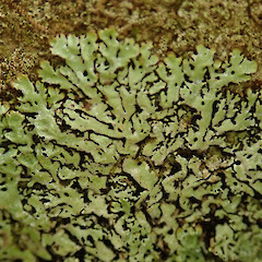 Doughboy Bay, Stewart Island.<br>Photographer: Melissa Hutchison, Date taken: 26/01/2021, Licence: <a target='_blank' href='https://creativecommons.org/licenses/by-nc/4.0'>CC BY-NC</a>. <a class='member-message' href='/nzpcn/why-join-nzpcn/' target='_blank'>Members can view a larger version of this image.</a>