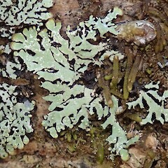 Lane Cove, Northland. With Menegazzia nothofagi (lichen with perforations at left).<br>Photographer: Melissa Hutchison, Date taken: 19/01/2020, Licence: <a target='_blank' href='https://creativecommons.org/licenses/by-nc/4.0'>CC BY-NC</a>. <a class='member-message' href='/nzpcn/why-join-nzpcn/' target='_blank'>Members can view a larger version of this image.</a>