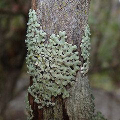 Kauri Point, North Shore, Auckland.<br>Photographer: Melissa Hutchison, Date taken: 25/08/2019, Licence: <a target='_blank' href='https://creativecommons.org/licenses/by-nc/4.0'>CC BY-NC</a>. <a class='member-message' href='/nzpcn/why-join-nzpcn/' target='_blank'>Members can view a larger version of this image.</a>