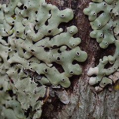 Kauri Point, North Shore, Auckland.<br>Photographer: Melissa Hutchison, Date taken: 25/08/2019, Licence: <a target='_blank' href='https://creativecommons.org/licenses/by-nc/4.0'>CC BY-NC</a>. <a class='member-message' href='/nzpcn/why-join-nzpcn/' target='_blank'>Members can view a larger version of this image.</a>