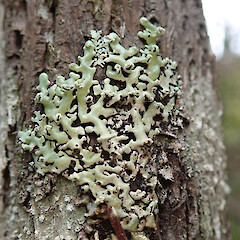 Kauri Point, North Shore, Auckland.<br>Photographer: Melissa Hutchison, Date taken: 25/08/2019, Licence: <a target='_blank' href='https://creativecommons.org/licenses/by-nc/4.0'>CC BY-NC</a>. <a class='member-message' href='/nzpcn/why-join-nzpcn/' target='_blank'>Members can view a larger version of this image.</a>