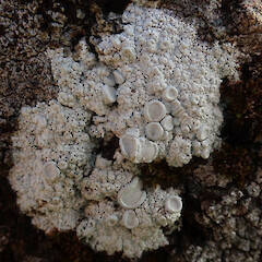 Kennedys Bush, Port Hills, Christchurch.<br>Photographer: Melissa Hutchison, Date taken: 10/05/2020, Licence: <a target='_blank' href='https://creativecommons.org/licenses/by-nc/4.0'>CC BY-NC</a>. <a class='member-message' href='/nzpcn/why-join-nzpcn/' target='_blank'>Members can view a larger version of this image.</a>